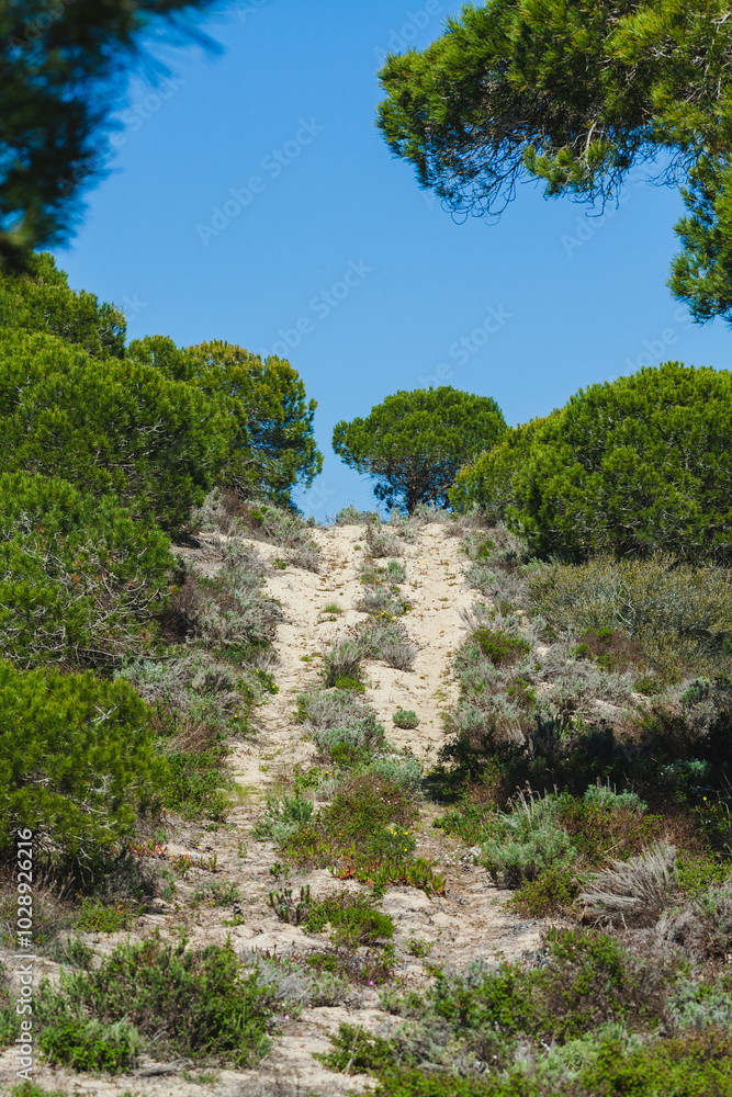 A sandy path winds through dense green shrubbery and trees, A sandy path winds through dense green shrubbery and trees,