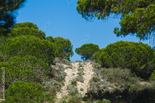 A sandy path winds through dense green shrubbery and trees,