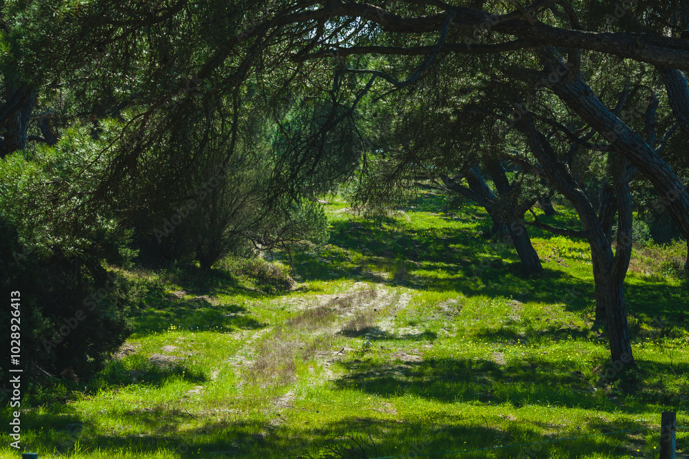 A peaceful, shaded forest path covered in soft grass, surrounded by tall trees with intertwining branches A peaceful, shaded forest path covered in soft grass, surrounded by tall trees with intertwining branches
