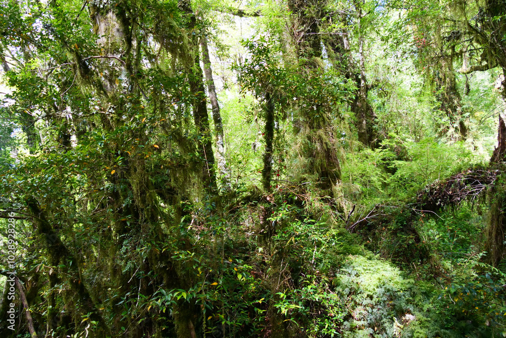 Fototapeta premium Close up of moss and forest floor in Patagonia mountains at Ventisquera Colgante Quelat National Park