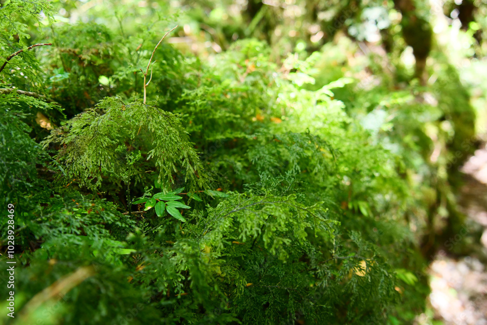 Close up of moss and forest floor in Patagonia mountains at Ventisquera Colgante Quelat National Park Close up of moss and forest floor in Patagonia mountains at Ventisquera Colgante Quelat National Park