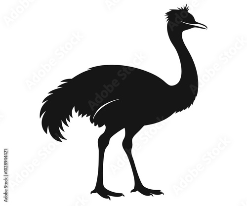 ostrich vector illustration