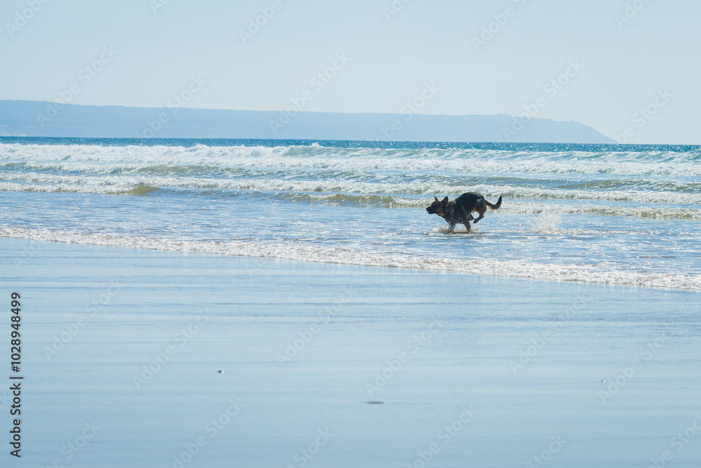 This lively beach photograph features two dogs running along the shoreline This lively beach photograph features two dogs running along the shoreline