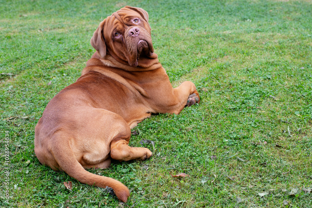Adorable big dog lying on the grass. Tired dog after a walk lying on the grass Adorable big dog lying on the grass. Tired dog after a walk lying on the grass