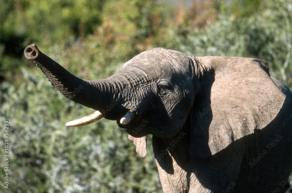 Fototapeta premium Eléphant d'Afrique, Loxodonta africana, charge, éléphanteau; , Parc national de la Ruaha, Tanzanie