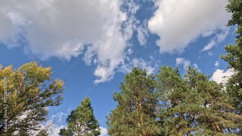 Pine branches against the blue sky. Tree branches against the sky with clouds. Pine branches against the blue sky. Tree branches against the sky with clouds.