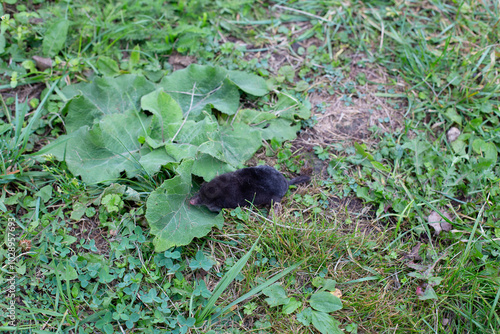 Black mole crawled to the surface of the earth. Mole on the grass photo