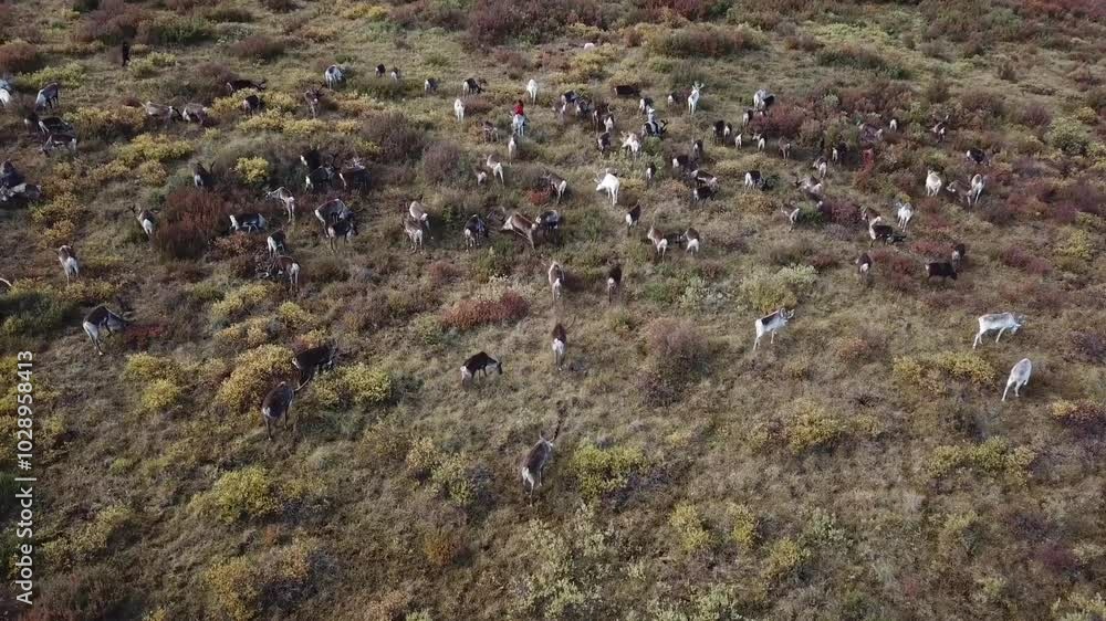 steppe, landscape, drone, aerial shot, asia, mongolia, tent, taiga, deers, wildlife, steppe, landscape, drone, aerial shot, asia, mongolia, tent, taiga, deers, wildlife,