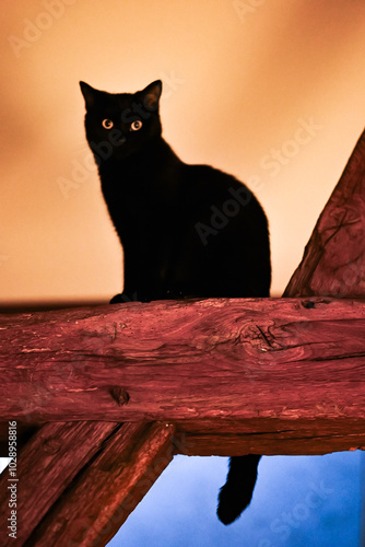 Chat