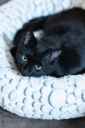 Chat