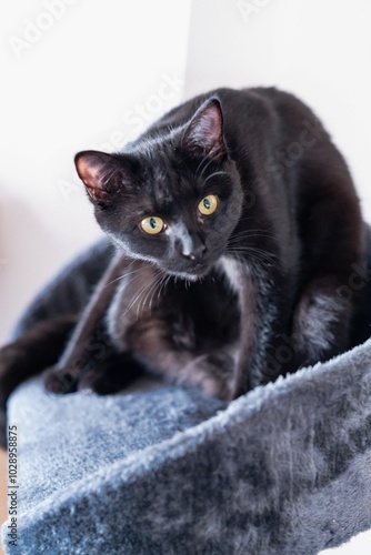 Chat