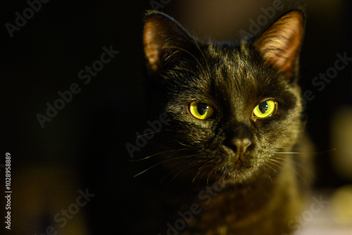 Chat