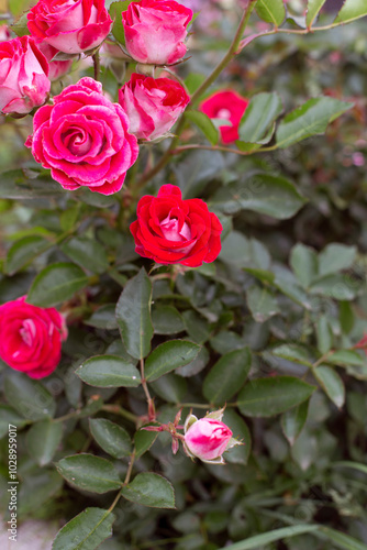 Bushy raspberry rose. Many flowers of a beautiful rose