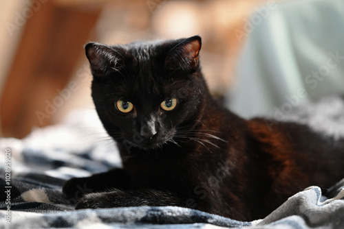 Chat