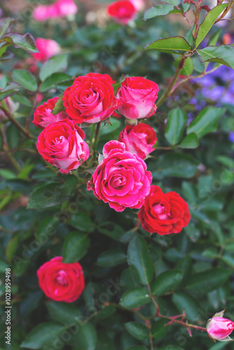 Beautiful vintage rose. Bush rose in bright crimson color. Vertical photo