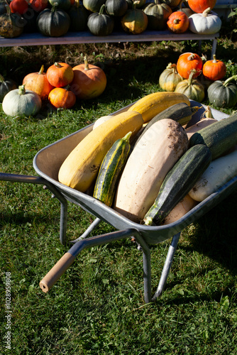 Zucchini in the wheelbarrow are waiting to be used in cooking