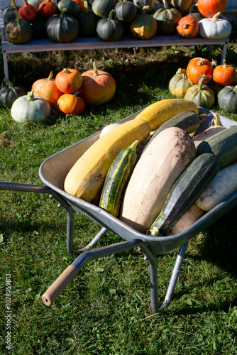 Zucchini are conveniently placed in the wheelbarrow, ready for further processing