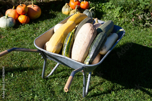 This wheelbarrow is full of zucchinis that have just been picked from the garden