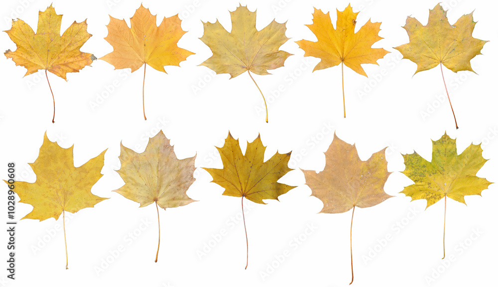 Obraz premium autumn leaves isolated on white