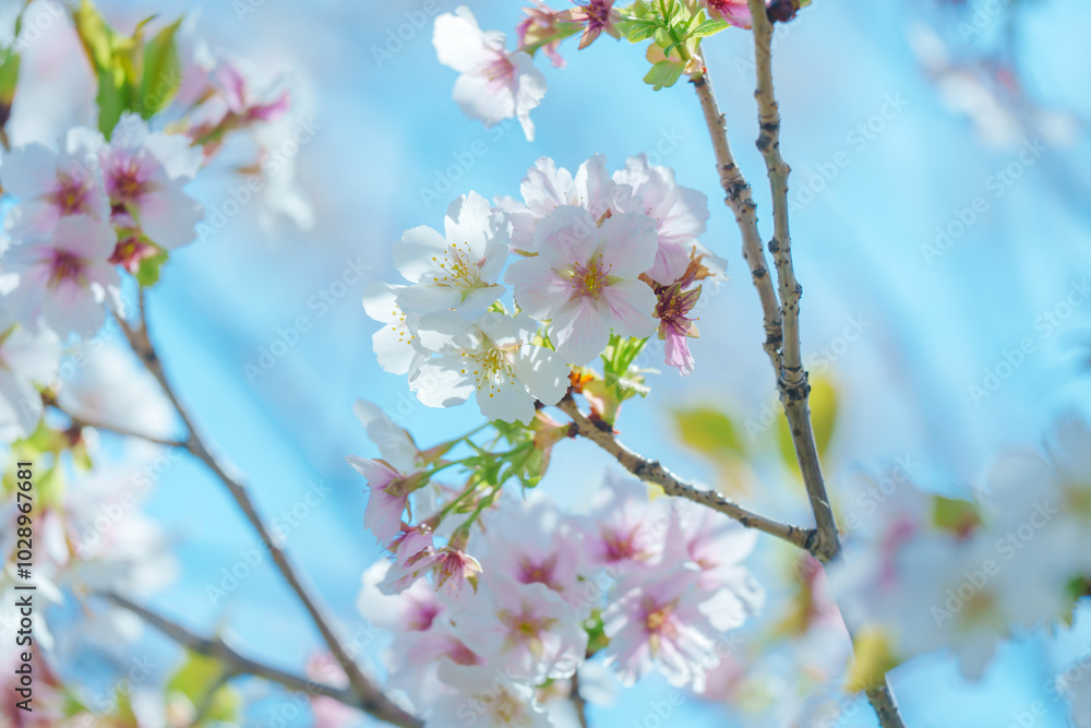 足立区農業公園の美しい桜 足立区農業公園の美しい桜