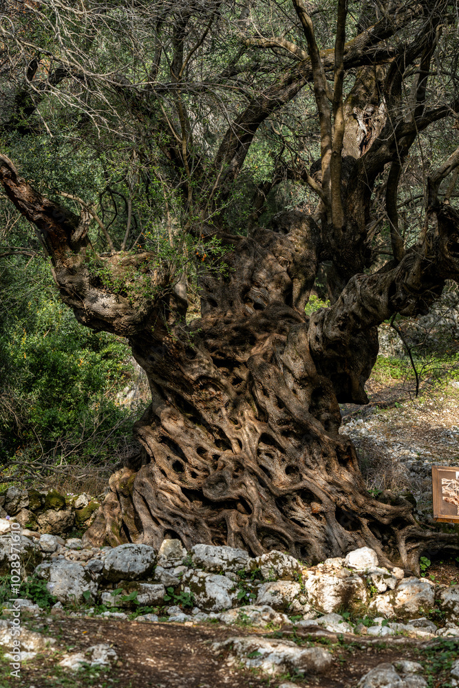 Landmark of the island of Corfu, Greece. The oldest olive tree.