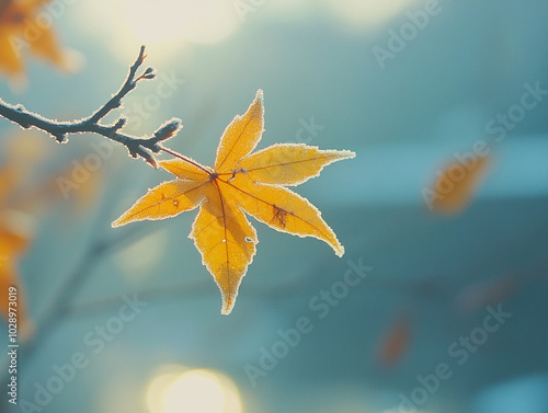 frost, a branch of yellow and leaves, frost adheres to the maple leaf, abrupt drop in temperature photo