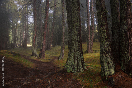 Dichter Wald mit nebligen Bäumen und einem weichen Lichtstrahl, der den Pfad erhellt photo