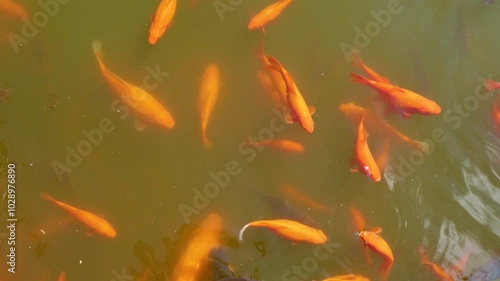 Goldfish swim in the pond. Lots of orange fish