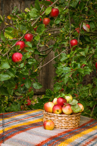 Autumn harvest of apples in an English garden
