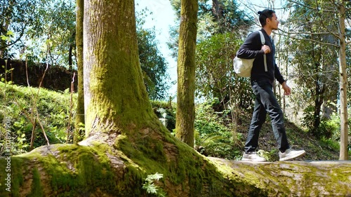 Hiking A male tourist walks along a huge tree trunk. Walking route
