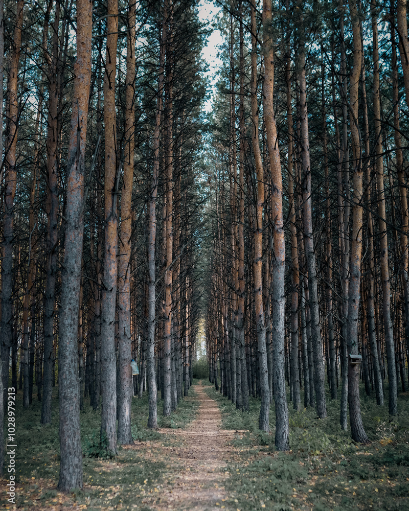 path in the woods