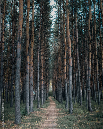 path in the woods