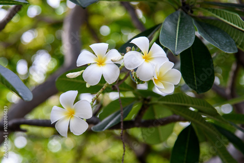 white frangipanii flowers