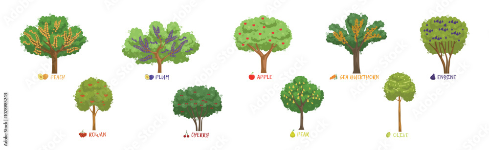 Obraz premium Different Fruit Trees Sorts with Names Vector Set