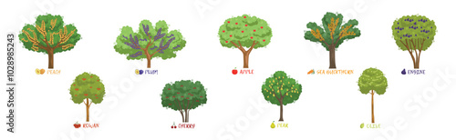 Different Fruit Trees Sorts with Names Vector Set