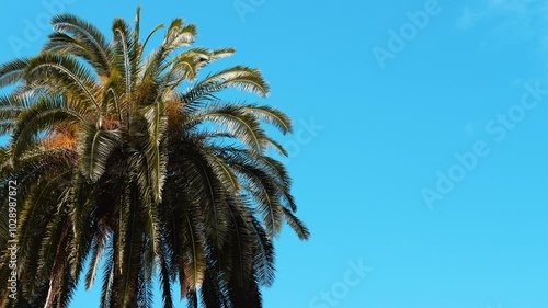 Palm tree against the blue sky. Vacation, weekend in the south. Background for tourism video