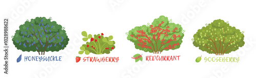 Different Fruit Shrub and Bush Sorts with Names Vector Set