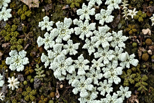 Lichen patterns C The patterns created by lichen can resemble th photo