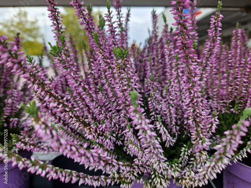 Heidekraut Erica Winterheide Calluna in pink lila photo