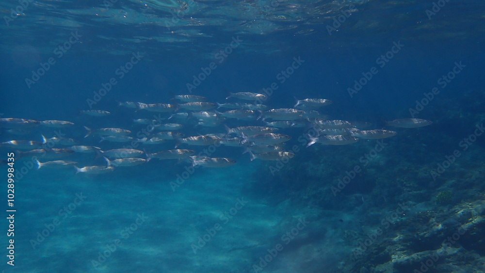 Golden grey mullet (Chelon auratus) undersea, Aegean Sea, Greece, Halkidiki, Pirgos beach Golden grey mullet (Chelon auratus) undersea, Aegean Sea, Greece, Halkidiki, Pirgos beach
