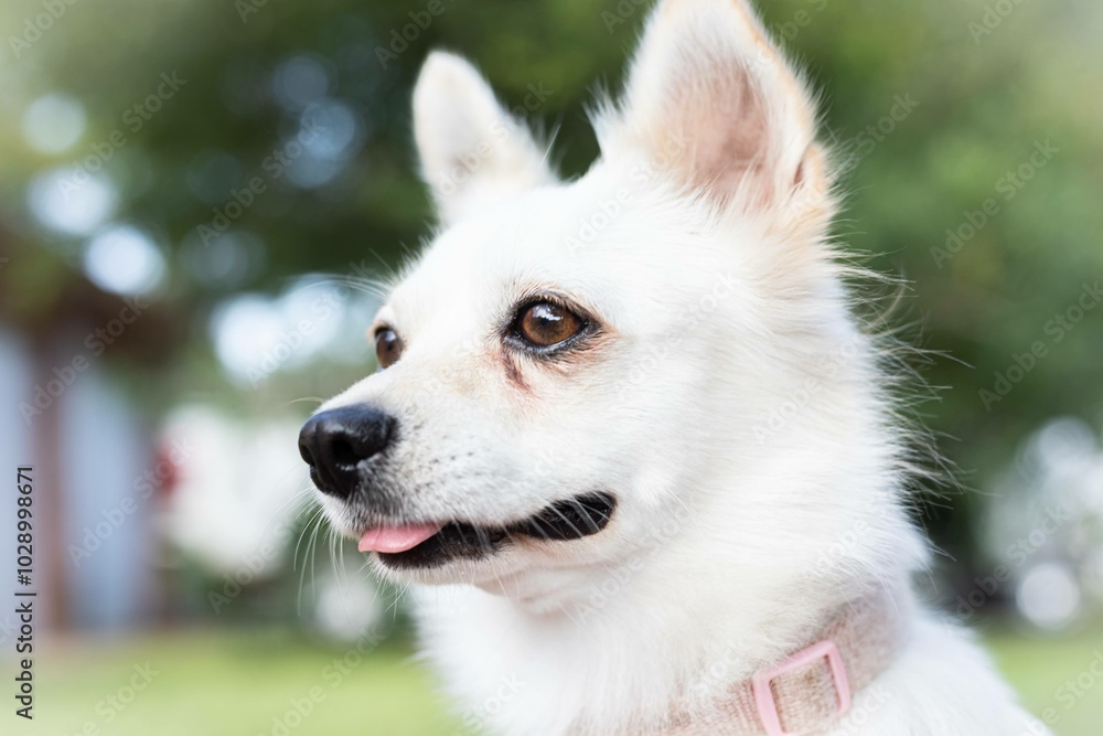 portrait of a white dog portrait of a white dog
