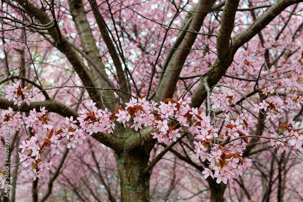 Blooming sakura tree with the branch full of light pink tender flowers Blooming sakura tree with the branch full of light pink tender flowers