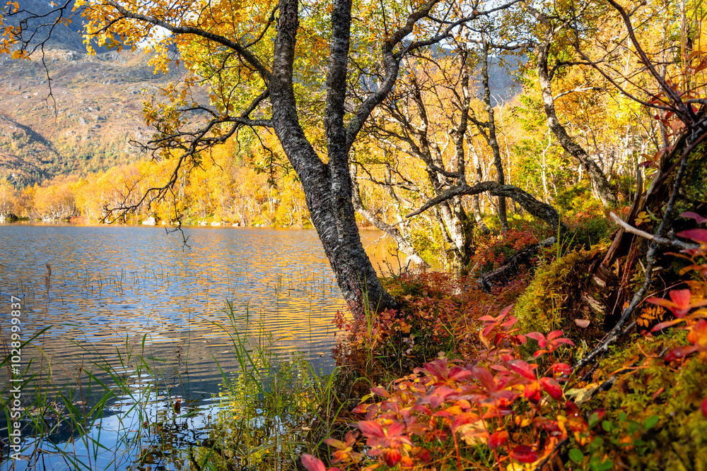Beautiful golden trees at a little lake in Lofoten Islands, Norway in sunny autumn day. Seasonal scenery of Scandinavia. Beautiful golden trees at a little lake in Lofoten Islands, Norway in sunny autumn day. Seasonal scenery of Scandinavia.