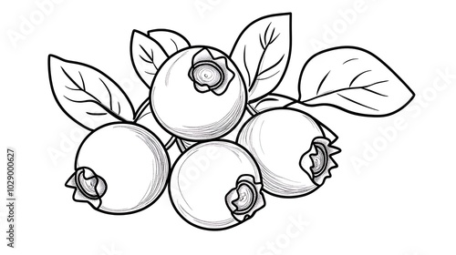 a simple blueberry outline for kids to color