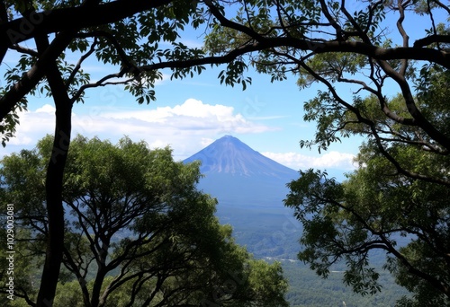 Treetop Canopy with aView of aDistant VolcanoNature's beauty and photo