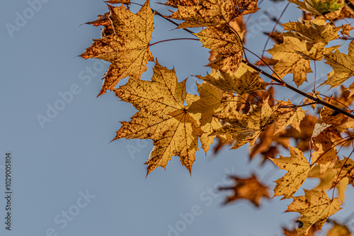 Maple leaf in autumn in the evening sun.