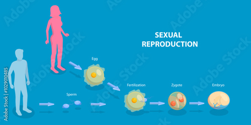 3D Isometric Flat Vector Illustration of Sexual Reproduction, Human Fertilization
