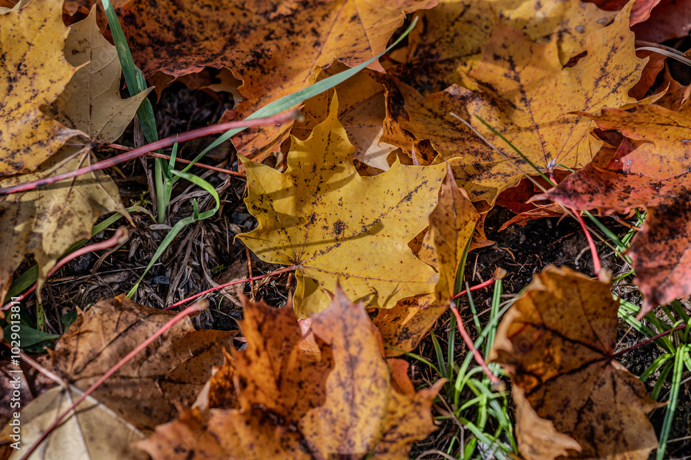Fototapeta premium Maple leaf in autumn in the evening sun.