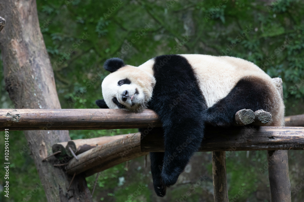 Obraz premium Funny Pose of Sleeping Panda, Chongqing, China
