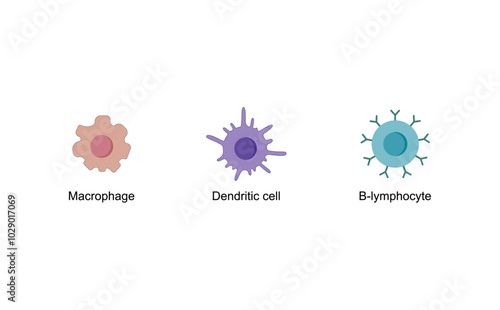Antigen presenting cells (APCs). Macrophage, Dendritic cell, B-lymphocyte. Immune response. Vector scientific illustration.	